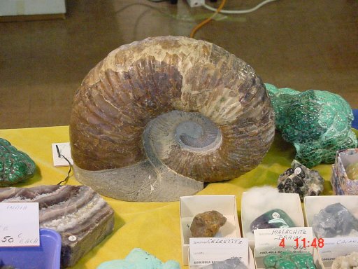 fossils