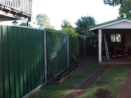 Wonder dog new fence and the vines