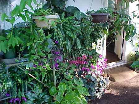 The garden in which wonder dog roams looking for lizards and mice