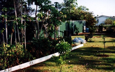 Paw Paw trees in back yard